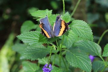 Wall Mural - blue orange butterfly on green