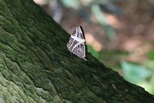 Black White Butterfly On A Tree