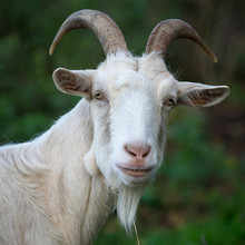 Goat Portrait