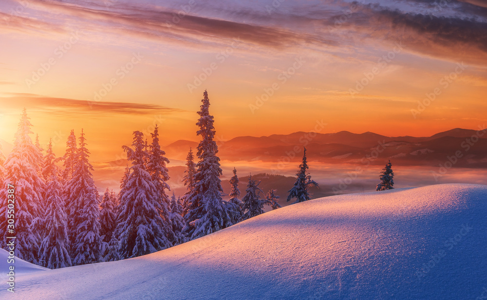 Amazing sunrise in the mountains. Sunset winter landscape with snow-covered pine trees in violet and pink colors. Fantastic colorful Scene with picturesque dramatic sky. Christmas wintery Background - obrazy, fototapety, plakaty 