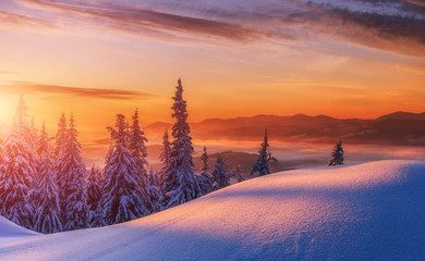 Amazing sunrise in the mountains. Sunset winter landscape with snow-covered pine trees in violet and pink colors. Fantastic colorful Scene with picturesque dramatic sky. Christmas wintery Background