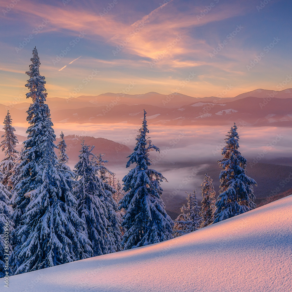 Stunning Winter Landscape with pine trees and colorful sky under sunlight,  during sunset. Beautiful nature scene. Wonderful Christmas Background.  Holiday concept. Wintry scenery with natural lightent Stock Photo | Adobe  Stock, image size:1000x1000