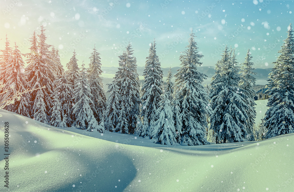 Majestic Winter Landscape Frosty Pine Tree Under Sunlight At Sunset Christmas Holiday Concept Unusual Wonderful Landscape Fantastic Wintry Background Instagram Effect For Design Holiday Postcard Wall Mural Jenyateua Majestic Winter Landscape Frosty Pine Tree Under Sunlight At Sunset Christmas Holiday Concept Unusual Wonderful Landscape Fantastic Wintry Background Instagram Effect For Design Holiday Postcard Wall Mural Jenyateua