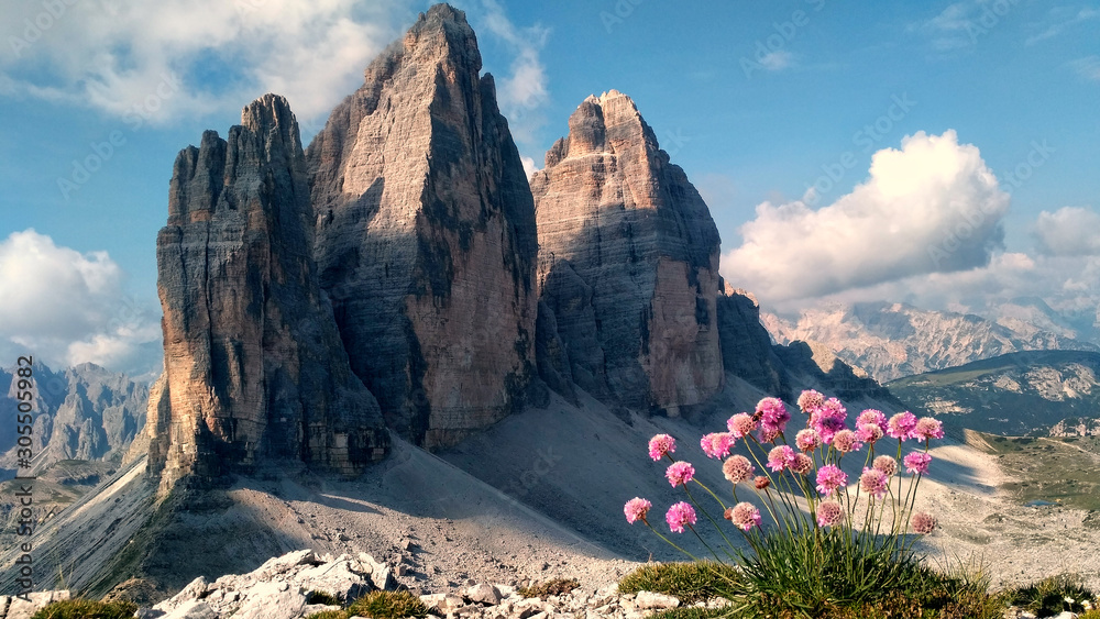 Drei Zinnen or Tre Cime di Lavaredo with beautiful flower. Dolomites, Italy. Incredible summer landscape in Italyan Alps. Majestic Dolomiti rock mountains. popular travel and hiking place. Wild area - obrazy, fototapety, plakaty 