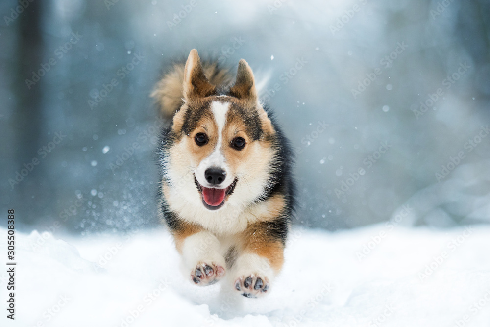 welsh corgi pembroke puppy running in the snow - obrazy, fototapety, plakaty 