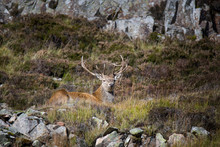 UK, Scotland, Resting Red Deer
