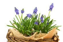 Flowering Common Grape Hyacinths In A Woven Wicker Basket On A White Background