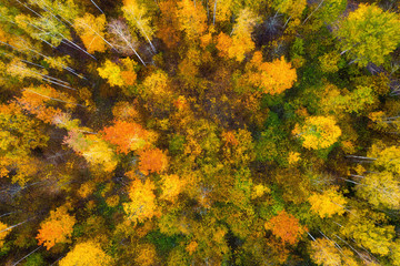 Wall Mural - Autumn forest from above. Colorful forest aerial view. Fall nature. Scenic yellow trees in woodland. Top view on beautiful colored trees