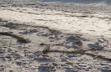 Wall Mural - Detailed close up view on sand at the beach of the baltic sea on a hot summer day