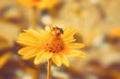Yellow chamomile flower blossom with bee in summer.