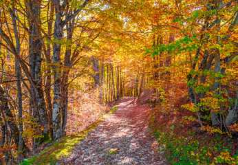 National Park of Abruzzo, Lazio and Molise (Italy) - The autumn with foliage in the italian mountain natural reserve, with little towns, wild animals like deer, Barrea Lake, Camosciara, Forca d'Acero