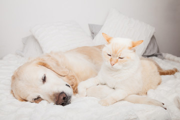 Young golden retriever dog and cute mixed breed red cat on cozy plaid. Animals warms together on white blanket in cold winter weather. Friendship of pets. Pets care concept.