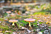 A Pair Of Inedible Toxic Mushrooms Of Fly Agaric In The Natural Environment, Autumn Forest, Green Moss, Grass, Dead Leaves, Tinting, Sunny Day