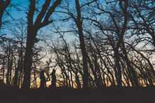 Side View Of Unrecognizable Silhouette People Walking Alone In Dark Autumn Forest With Bare Trees After Sunset With Glowing Sky On Background