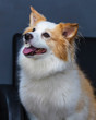 Portrait of nice Pomeranian Chihuahua mix dog 2