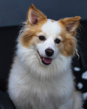 Portrait Of Nice Pomeranian Chihuahua Mix Dog