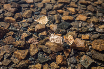 Sticker - Dry autumn leaves on the surface of the lake