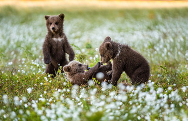 Wall Mural - Bear Cub stands on its hind legs. Brown bear ( Scientific name: Ursus arctos) cubs playing on the swamp in the forest. White flowers on the bog in the summer forest.