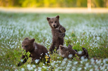 Bear Cub Stands On Its Hind Legs. Brown Bear ( Scientific Name: Ursus Arctos) Cubs Playing On The Swamp In The Forest. White Flowers On The Bog In The Summer Forest.