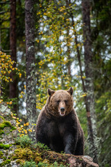 Wall Mural - bear on a rocks. adult big brown bear in the autumn forest. scientific name: ursus arctos. autumn se