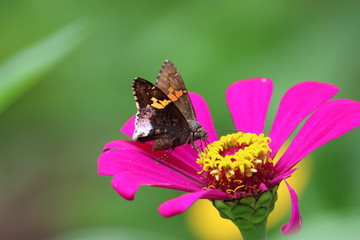 Wall Mural - butterfly on flower