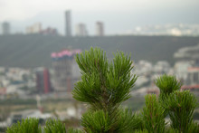 Bush With Green Hues In Background You Can See The City Of Monterrey