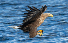 Adult White-tailed Eagle Fishing. Blue Ocean Background. Scientific Name: Haliaeetus Albicilla