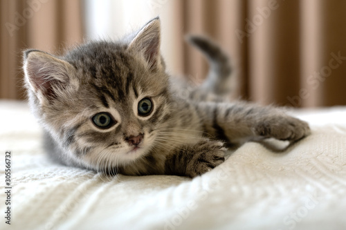 Cute tabby kitten lies on white plaid at home Tableau sur Toile