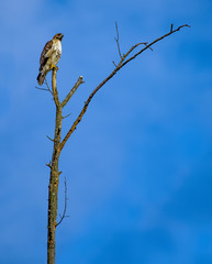 hawk perched high up in a tree