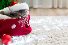 Christmas Cat Wearing Santa Claus Hat Sleeping On Plaid Under Christmas Tree With Blurry Festive Decor. Adorable Little Tabby Kitten, Kitty, Cat. Cozy Home. Animal, Pet, Cat. Close Up, Copy Space.