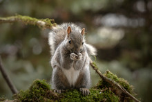 Eastern Gray Squirrel, Known As The Grey Squirrel Is Native Animal  To Eastern North America