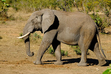 One African Elephant Male Walking Captured Sideways