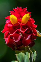 Spiral Ginger [Costus Barbatus] Flower Part, The Long Red Inflorescence With Yellow Flowers