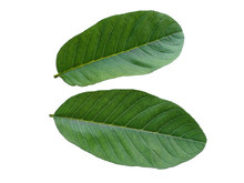 Green Leaf Or Green Leaves On White Background. Psidium Guajava Leaf Or Guava Leaves Isolated On White Background.
