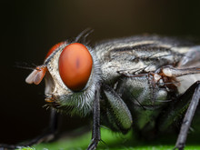 Macro Photo Of Housefly Isolated On Background
