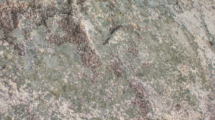 Wall Mural - the surface of the stone texture closeup