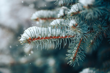 Wall Mural - christmas tree without decorations outdoor in park, beautiful blue spruce waiting for decorate, snow