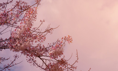 Wall Mural - Spring tree with pink flowers illuminated by the sun against blue sky