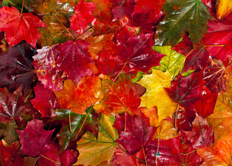 Wall Mural - Background of fallen maple autumn leaves. Top view. Autumn colorful background.