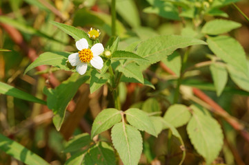 Wall Mural - Bidens pilosa flowers blooming in autumn morning