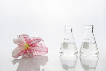 Wall Mural - glass two science flask with water with pink lily flower in cosmetic white laboratory background