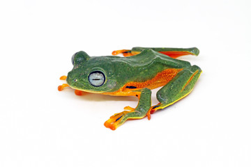 Wall Mural - flying tree frog, wallace frog, rhacophorus reindwardtii with white background