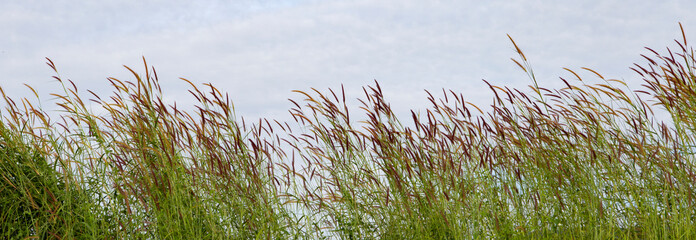 Sticker - Grass flower in garden. Memory concept.