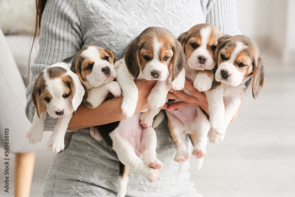Owner with cute beagle puppies at home - obrazy, fototapety, plakaty 