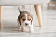 © Pixel-Shot - Cute beagle puppy at home