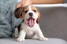 Owner Stroking Cute Beagle Puppy At Home