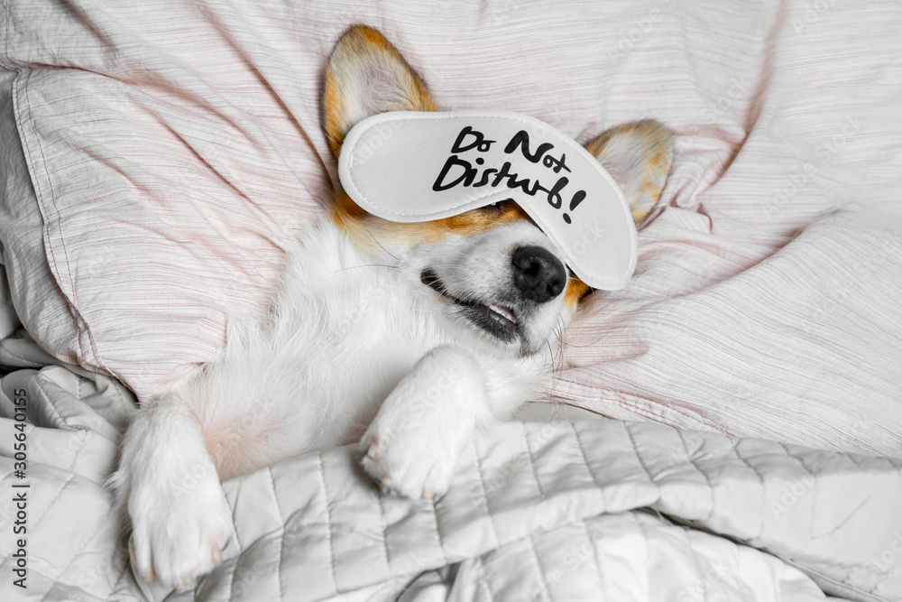 Cute Corgi Sleeps On The Bed With Eye Mask. Live with schedule, time to wake up. - obrazy, fototapety, plakaty 