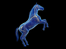 3d Rendered Medically Accurate Illustration Of The Equine Anatomy - The Nervous System