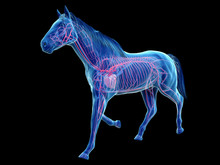 3d Rendered Medically Accurate Illustration Of The Equine Anatomy - The Vascular System