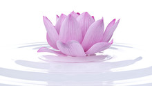 3d Rendered Spa Illustration - Lotus Flower
